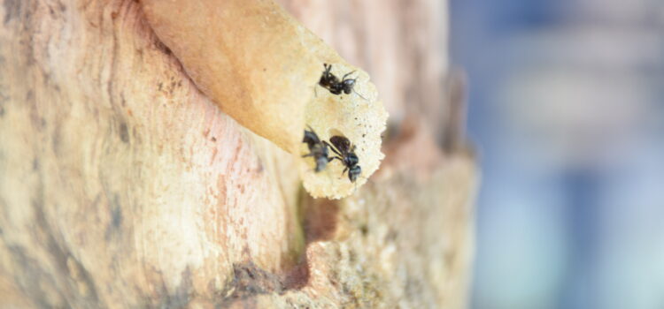 “ชันโรง”: ผึ้งจิ๋ว รายได้แจ่ม