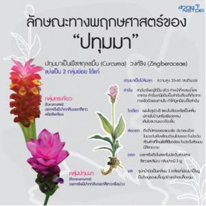 ลักษณะทางพฤกษศาสตร์ของปทุมมา