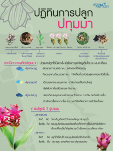 ปฏิทินการปลูกปทุมมา