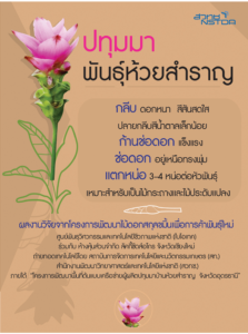 ปทุมมาพันธุ์ห้วยสำราญ