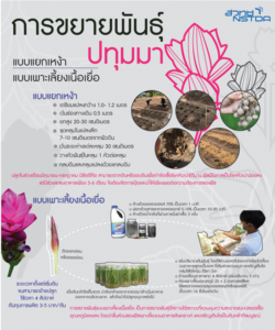 การขยายพันธุ์ปทุมมาแบบแยกเหง้า-เพาะเลี้ยงเนื้อเยื่อ