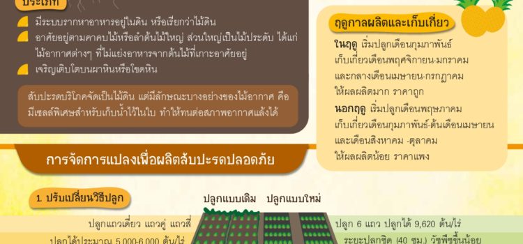 การจัดการแปลงผลิตสับปะรดปลอดภัย