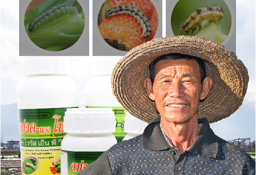 รู้จัก รู้ใช้ เอ็น พี วี จุลินทรีย์กำจัดศัตรูพืช