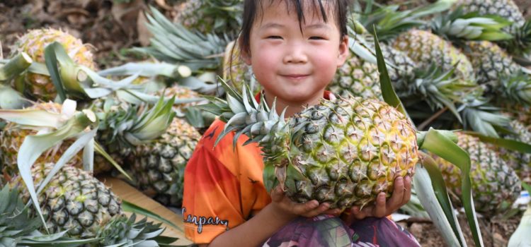 “สับปะรดบ้านสา” ผลผลิตคุณภาพ-สร้างมูลค่า ด้วยความรู้-ความใส่ใจ