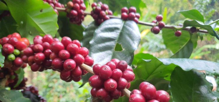 รู้หลักและจัดการ สร้างผลผลิตกาแฟ (คุณภาพ) บ้านเลาสู รู้หลักและจัดการ สร้างผลผลิตกาแฟ (คุณภาพ) บ้านเลาสู