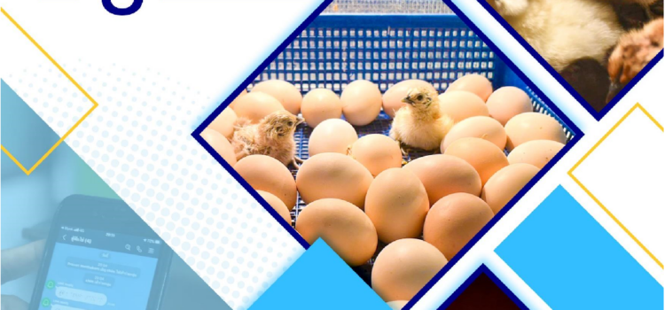 คู่มือแนวปฏิบัติ “การจัดการเพาะขยายพันธุ์และเทคโนโลยีการฟักไข่ไก่พื้นเมือง”