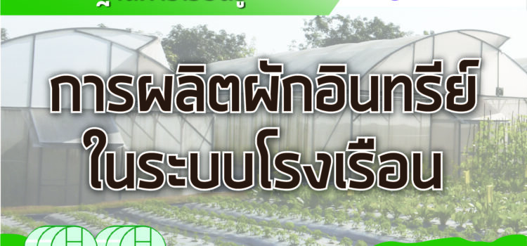 ฐานการผลิตผักอินทรีย์ในระบบโรงเรือน