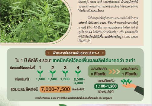 ปลูกฟ้าทะลายโจรพันธุ์ใหม่ สารสำคัญสูง ผลผลิตมาก รายได้งาม