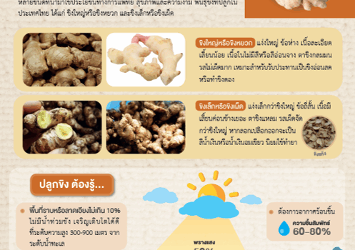 ปลูกขิงปลอดภัย ได้คุณภาพ ได้ราคา