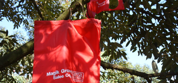 ‘ถุงห่อผลทุเรียน Magik Growth’ ป้องกันแมลงศัตรูพืช สร้างมูลค่าเพิ่มทุเรียนไทย