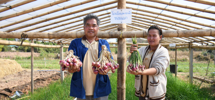 หอมแขกอินทรีย์ พลิกชีวิตคนทำเกษตร
