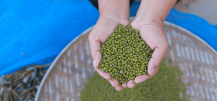 ถั่วเขียวพันธุ์ดี KUML#8 ที่ ‘เมืองจันทร์ ศรีสะเกษ’