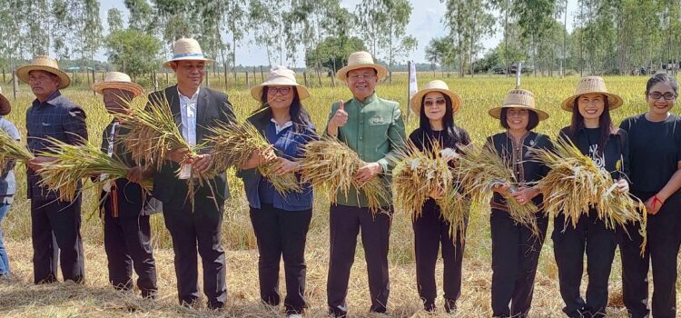 สท. ผนึกจังหวัดสุรินทร์-พันธมิตร จัดงาน Field Day ข้าว “โลกเปลี่ยน คนปรับ ความท้าทายข้าวทางเลือกเพื่อความยั่งยืน” สท. ผนึกจังหวัดสุรินทร์-พันธมิตร จัดงาน Field Day ข้าว “โลกเปลี่ยน คนปรับ ความท้าทายข้าวทางเลือกเพื่อความยั่งยืน”