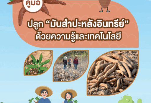 คู่มือ ปลูกมันสำปะหลังอินทรีย์ด้วยความรู้และเทคโนโลยี