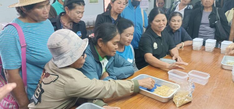 สท.-ศูนย์วิจัยข้าวสุรินทร์ ยกระดับเกษตรกรแกนนำทุ่งกุลาร้องไห้ตรวจสอบคุณภาพเมล็ดพันธุ์ข้าวด้วยตนเอง
