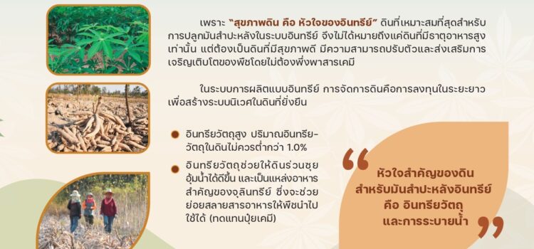 ใช้ปุ๋ยตามค่าวิเคราะห์ดิน เพิ่มคุณภาพผลผลิต เพิ่มรายได้มันสำปะหลังอินทรีย์