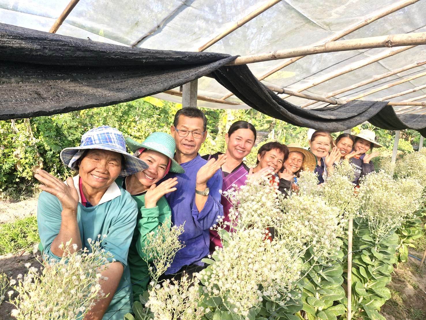 โรงเรือนหลักพัน สร้างรายได้หลักหมื่น ยกระดับผักอินทรีย์ยางสีสุราช