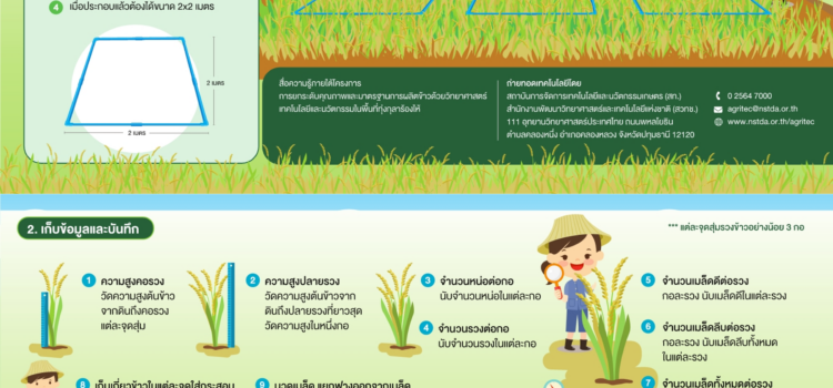 คาดคะเน “ผลผลิตข้าว” ด้วย “วิธีตั้งแปลงเก็บเกี่ยวผลผลิต”