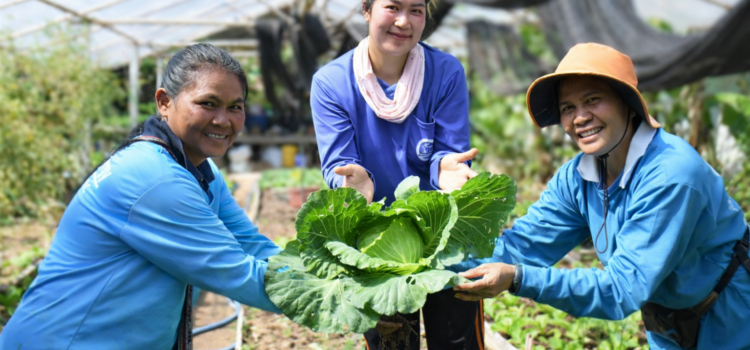 พยัคฆ์กุลา: เมล่อนหวาน ผักปลอดสาร ทานปลอดภัย พยัคฆ์กุลา: เมล่อนหวาน ผักปลอดสาร ทานปลอดภัย