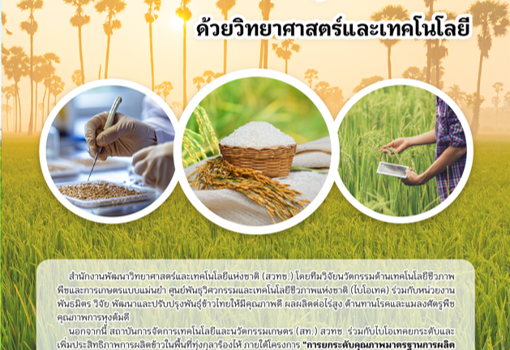 จากห้องแล็บสู่แปลงนา ยกระดับ “พันธุ์ข้าวไทย” ด้วยวิทยาศาสตร์และเทคโนโลยี จากห้องแล็บสู่แปลงนา ยกระดับ “พันธุ์ข้าวไทย” ด้วยวิทยาศาสตร์และเทคโนโลยี