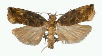 9.Fibuloides khaonanensis Pinkaew