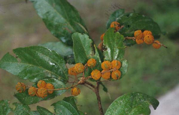 Mallotus kongkandae Welzen   Phattarahirankanok