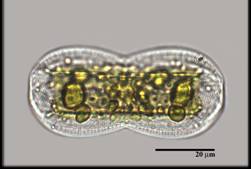 Psammodictyon sp.
