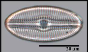 Diploneis sp.