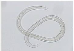 Nematode