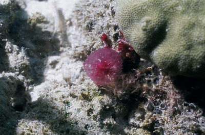 ฟองน้ำท่อพุ่มสีแดง Oceanapia sagittaria
