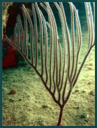 Ctenocella sp.