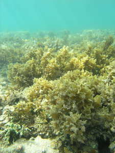 Sargassum sp.