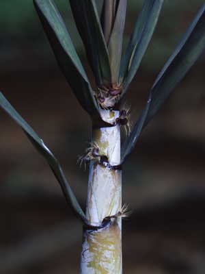 Dendrocalamus khoonmengii Sungkaew, A. Teerawatananon & Hodk.