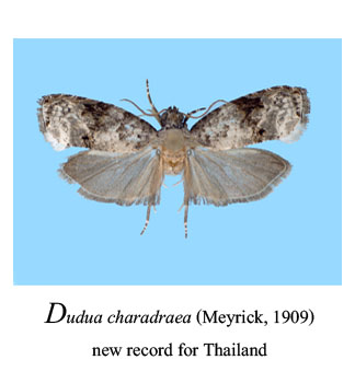 Dudua charadraea (Meyrick) 