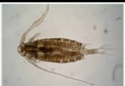 Copepod