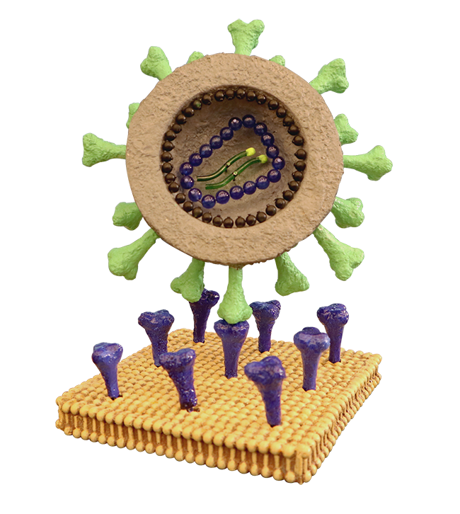 COVID-19 Pseudotyped Virus