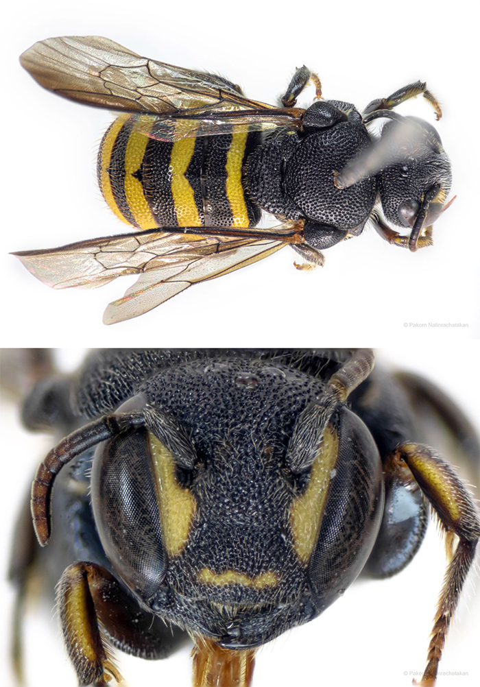 ผึ้งบุษราคัมภูจอง (Topaz cuckoo bee) ภาพโดยภากร นลินรชตกัณฑ์