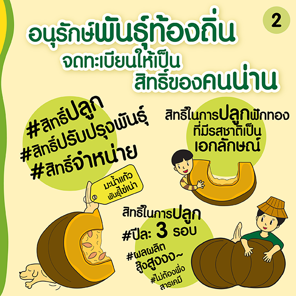 อนุรักษ์ ‘พันธุ์ฟักทองไข่เน่า’ พืชอัตลักษณ์เมืองน่าน