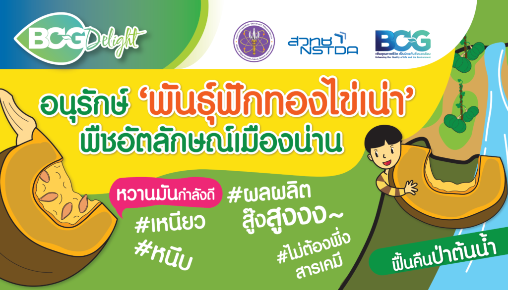 อนุรักษ์ ‘พันธุ์ฟักทองไข่เน่า’ พืชอัตลักษณ์เมืองน่าน