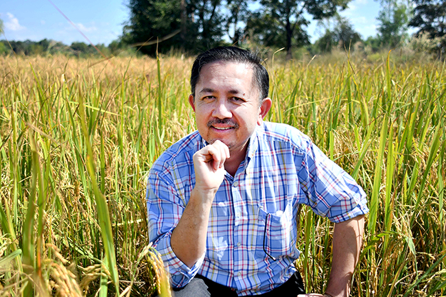 “หอมสยาม” ข้าวหอมพื้นนุ่มพันธุ์ใหม่ ตอบโจทย์เกษตรกรไทย ถูกใจผู้บริโภค