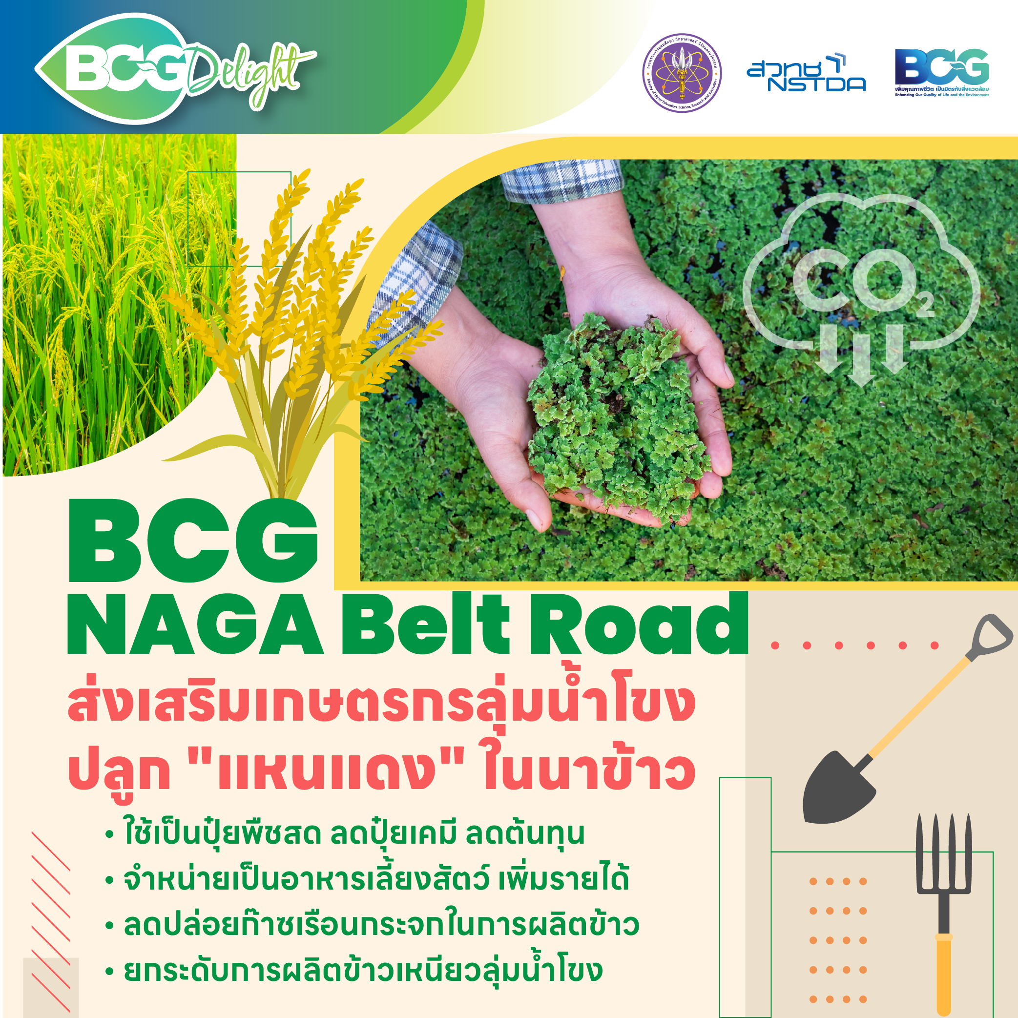 “BCG-NAGA Belt Road” ชู “แหนแดง” ตัวช่วยลดต้นทุน – ลดการปลดปล่อยก๊าซเรือนกระจก - ยกระดับการผลิตข้าวเหนียวลุ่มน้ำโขง