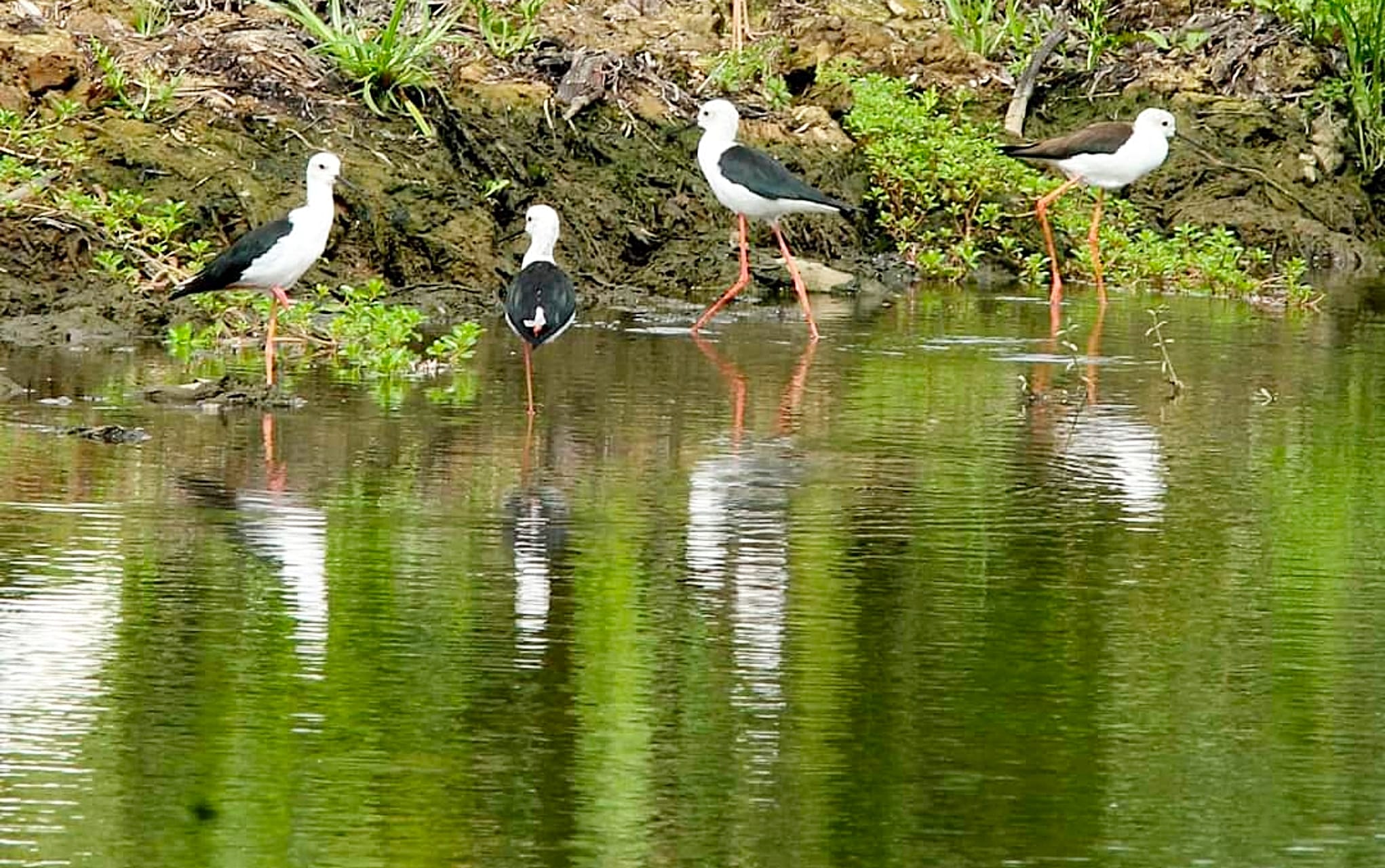 สำรวจ “นก” ใน “พื้นที่ชุ่มน้ำบึงขุนทะเล” พัฒนาสู่แหล่งเรียนรู้-แหล่งท่องเที่ยวเชิงอนุรักษ์