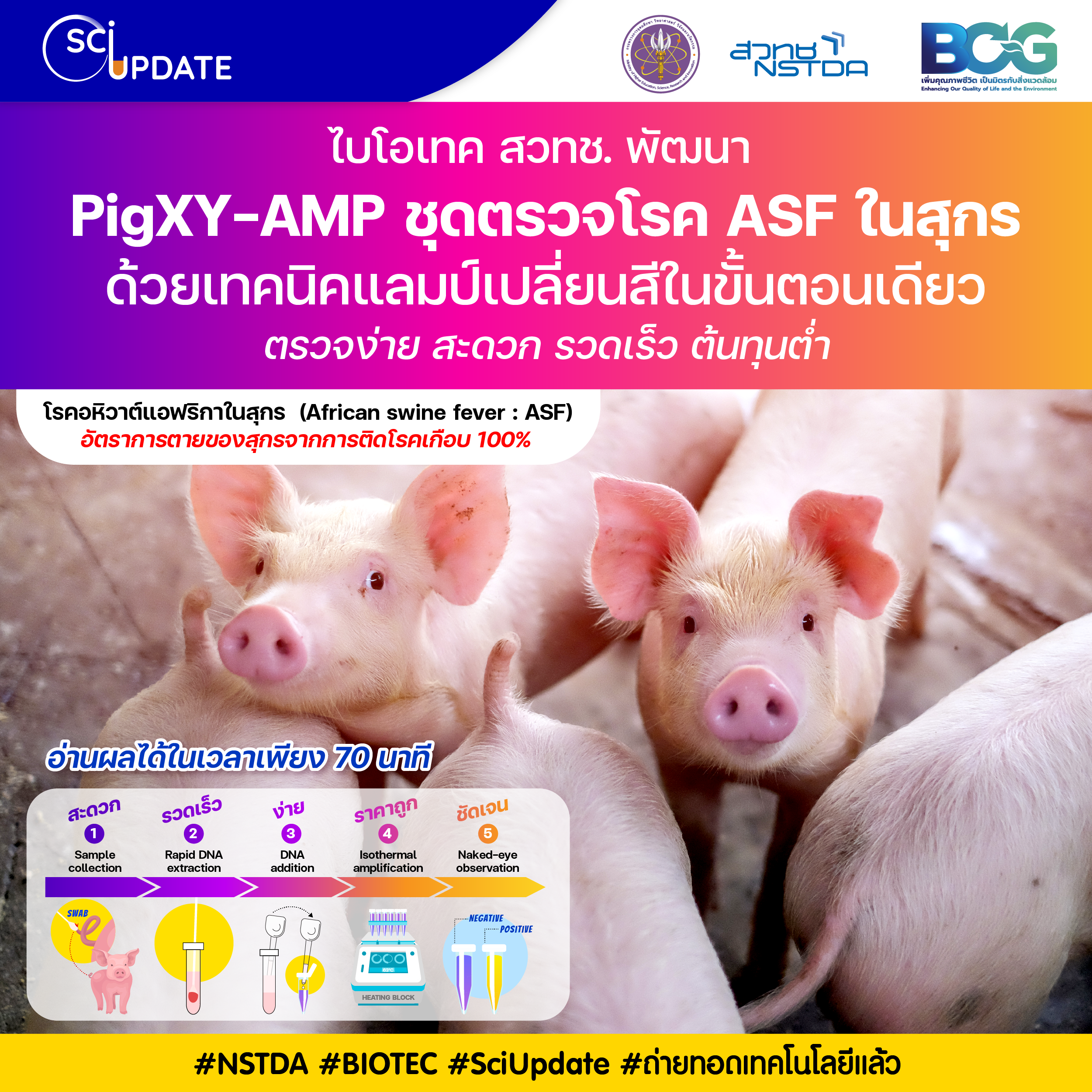 PigXY-AMP ชุดตรวจโรค ASF ในสุกรด้วยเทคนิคแลมป์เปลี่ยนสีในขั้นตอนเดียว ตรวจง่าย สะดวก รวดเร็ว ต้นทุนต่ำ