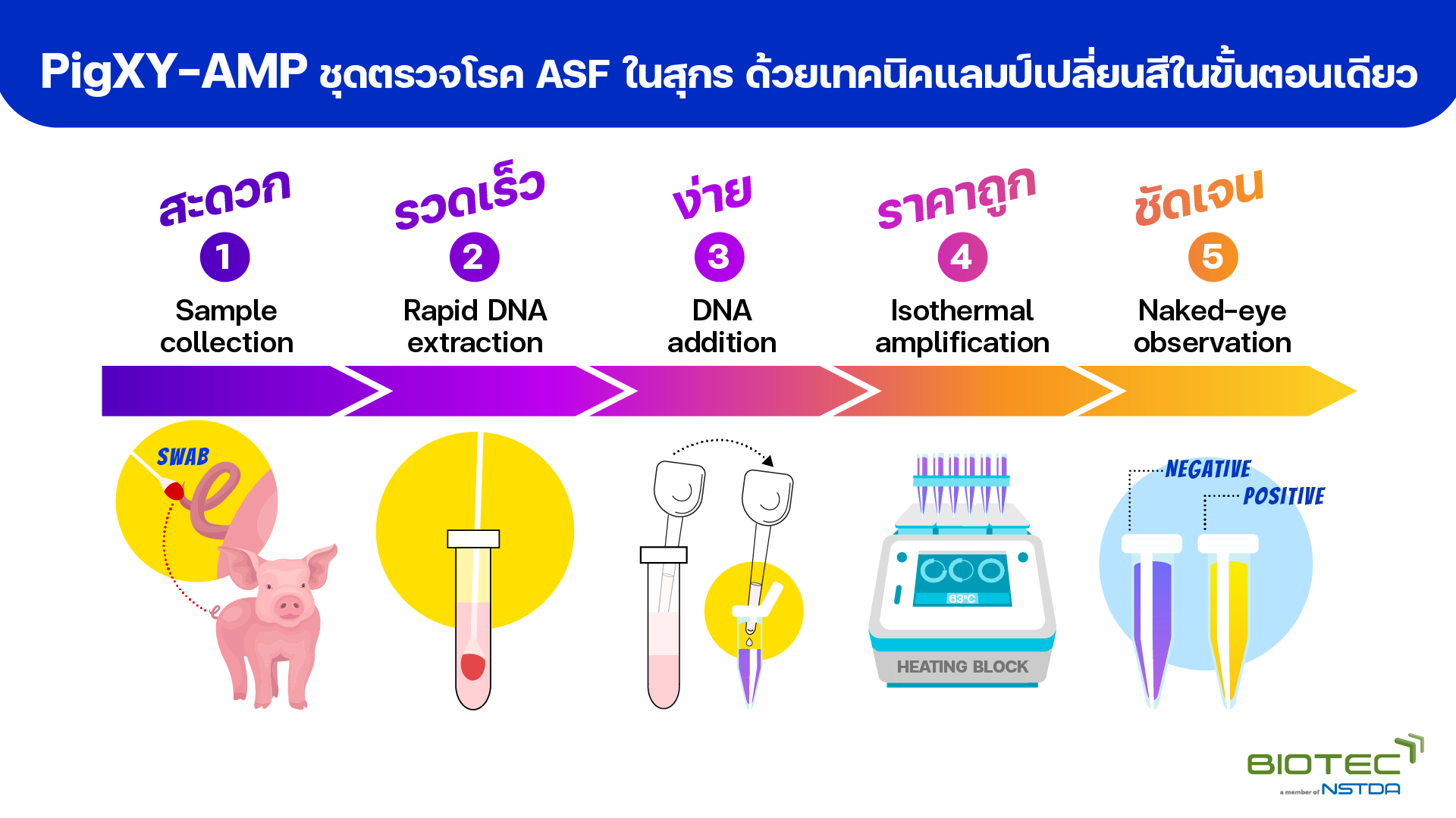 PigXY-AMP ชุดตรวจโรค ASF ในสุกรด้วยเทคนิคแลมป์เปลี่ยนสีในขั้นตอนเดียว ตรวจง่าย สะดวก รวดเร็ว ต้นทุนต่ำ