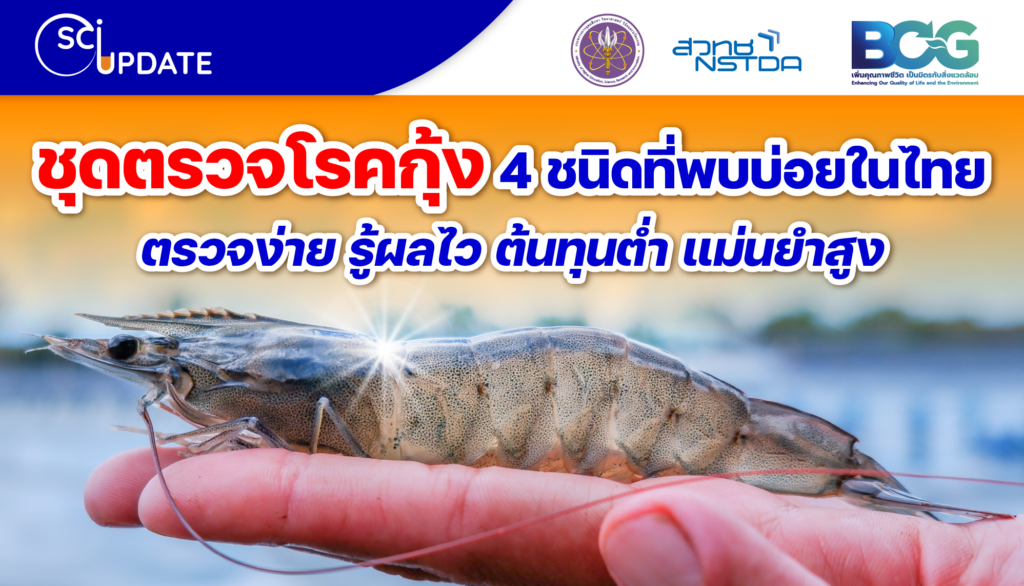 ไบโอเทค สวทช. พัฒนา ‘ชุดตรวจโรคกุ้ง 4 ชนิดที่พบบ่อยในไทย’ ตรวจง่าย รู้ผลไว ต้นทุนต่ำ แม่นยำสูง