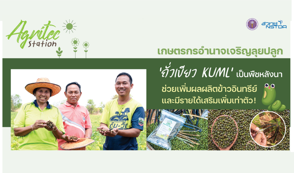 เกษตรกรอำนาจเจริญ ปลูกถั่วเขียว KUML ช่วยบำรุงดิน มีรายได้เสริม แถมผลผลิตข้าวอินทรีย์เพิ่มเท่าตัว !