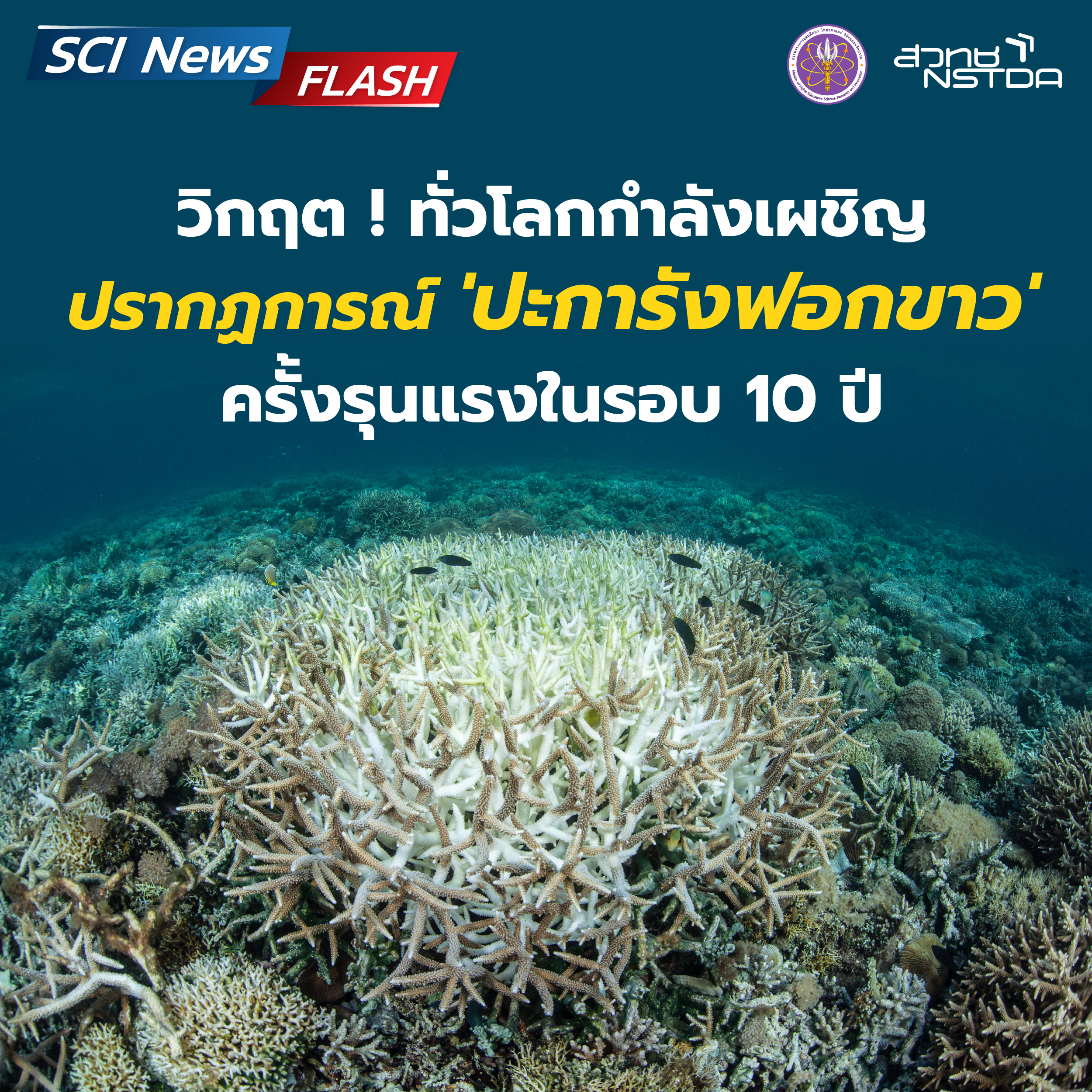 วิกฤต ! ทั่วโลกกำลังเผชิญปรากฏการณ์ 'ปะการังฟอกขาว' ครั้งรุนแรงในรอบ 10 ปี