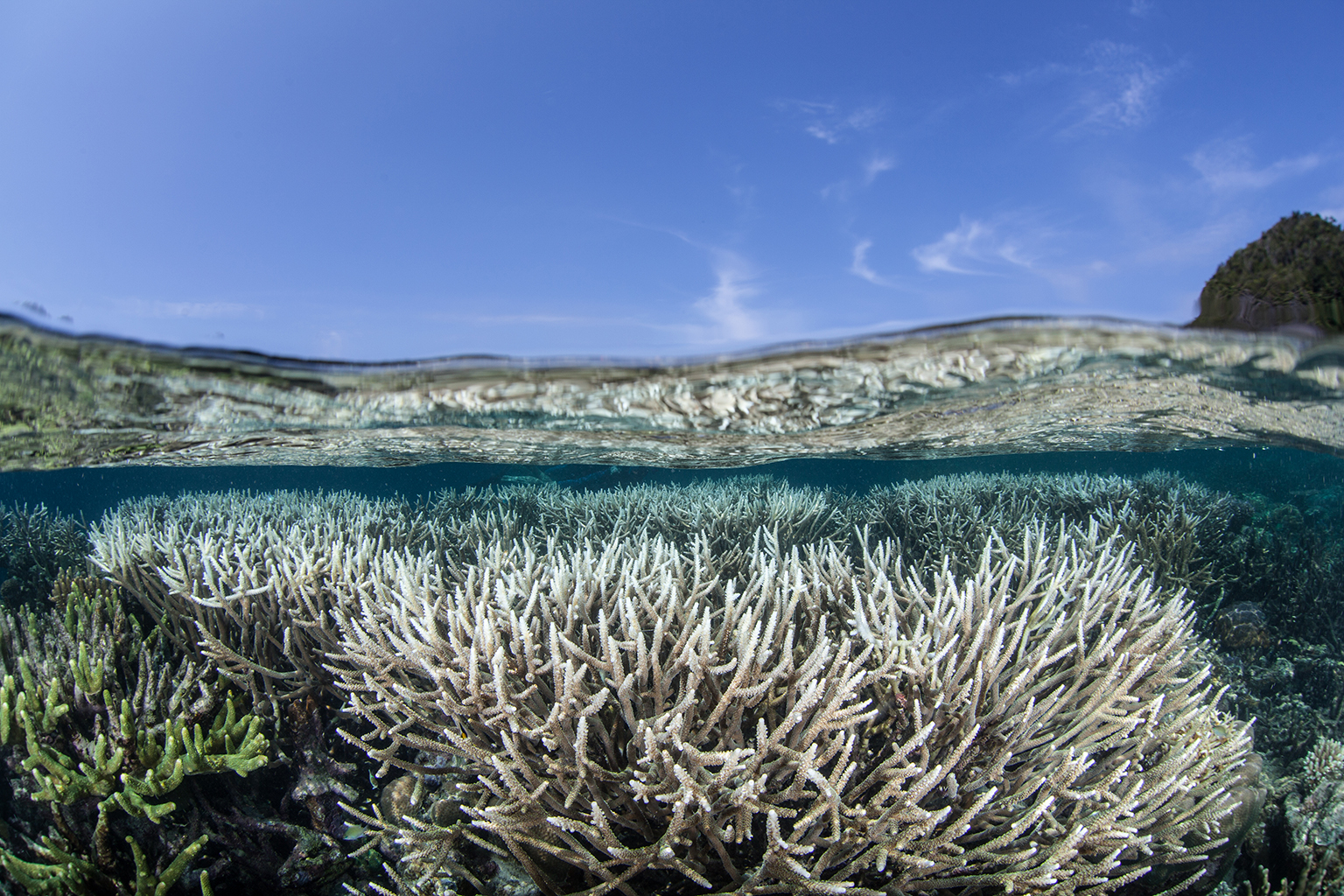 วิกฤต ! ทั่วโลกกำลังเผชิญปรากฏการณ์ 'ปะการังฟอกขาว' ครั้งรุนแรงในรอบ 10 ปี