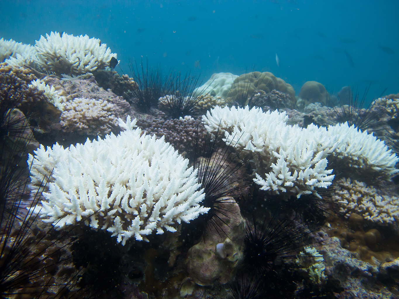 วิกฤต ! ทั่วโลกกำลังเผชิญปรากฏการณ์ 'ปะการังฟอกขาว' ครั้งรุนแรงในรอบ 10 ปี