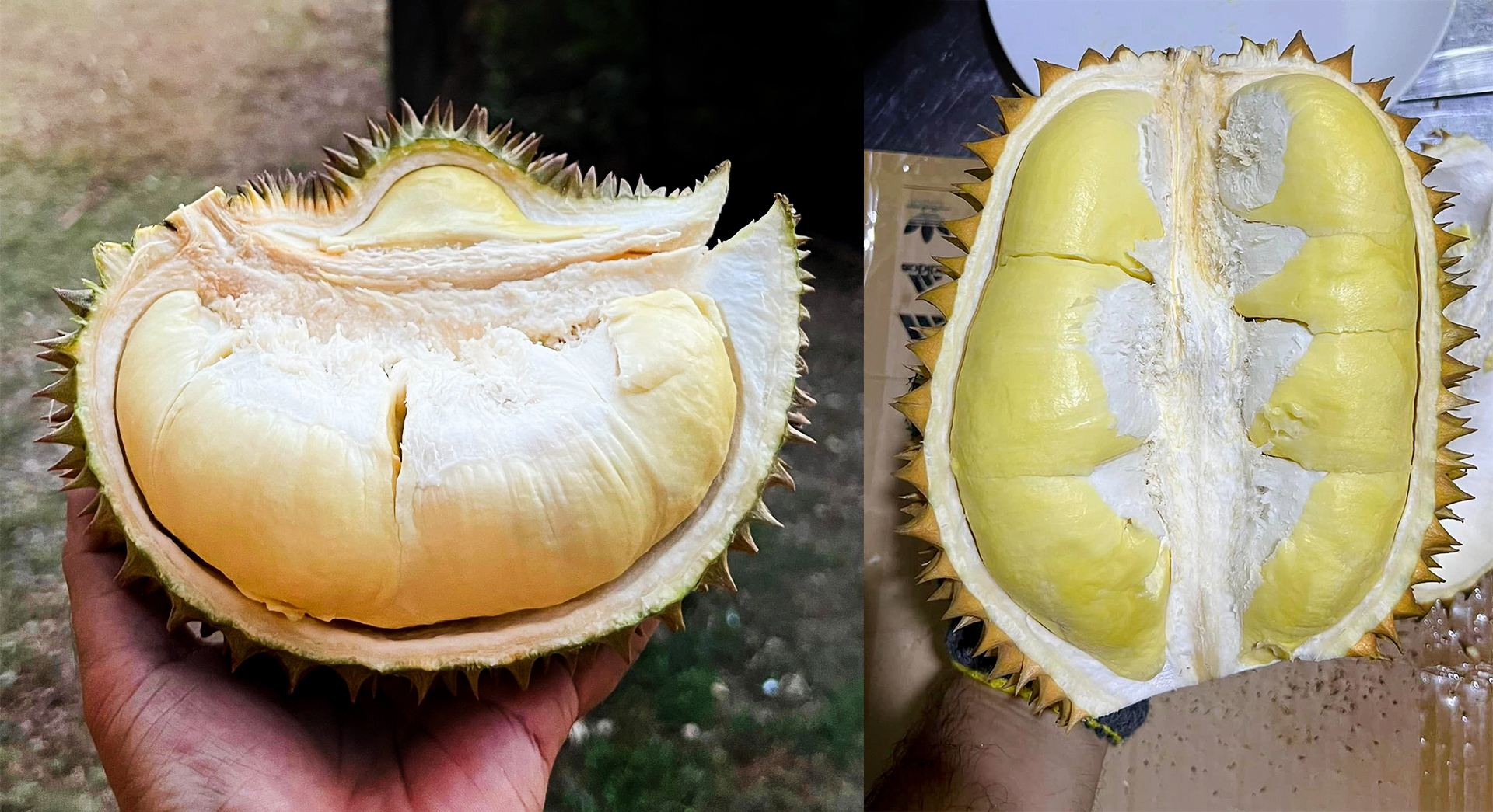 ‘ทุเรียนอินทรีย์นิรามิสสุข’ อร่อย ปลอดภัย ใช้ ‘นวัตกรรมถุงแดง’
